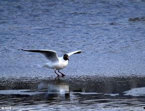 后海海鸥照片,自然之美映照城市风情  第3张
