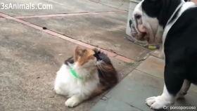 猫和狗打架搞笑视频