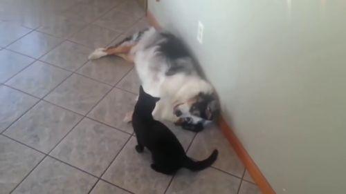 猫和狗打架搞笑视频  第2张