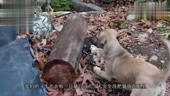 猫和狗打架搞笑视频  第3张